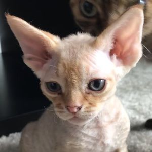 Meet your Posher, Nicky